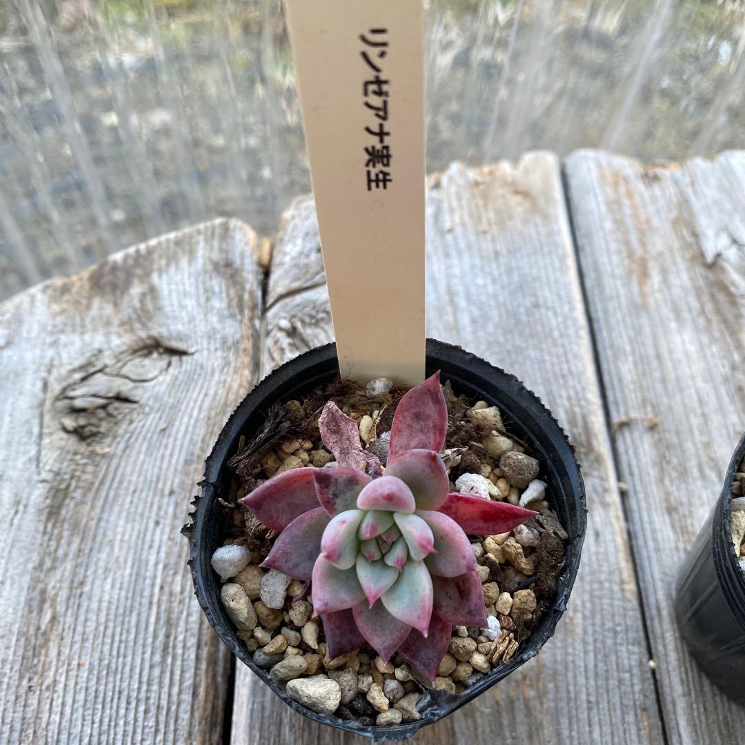 多肉植物　ミックスベリア　おらいさん　他　カット苗　小さめ　セット　抜き苗