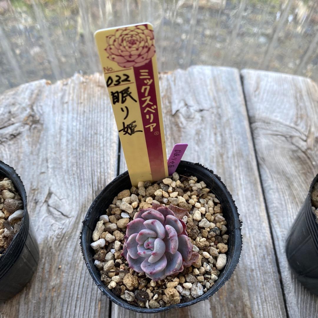 多肉植物　ミックスベリア　おらいさん　他　カット苗　小さめ　セット　抜き苗