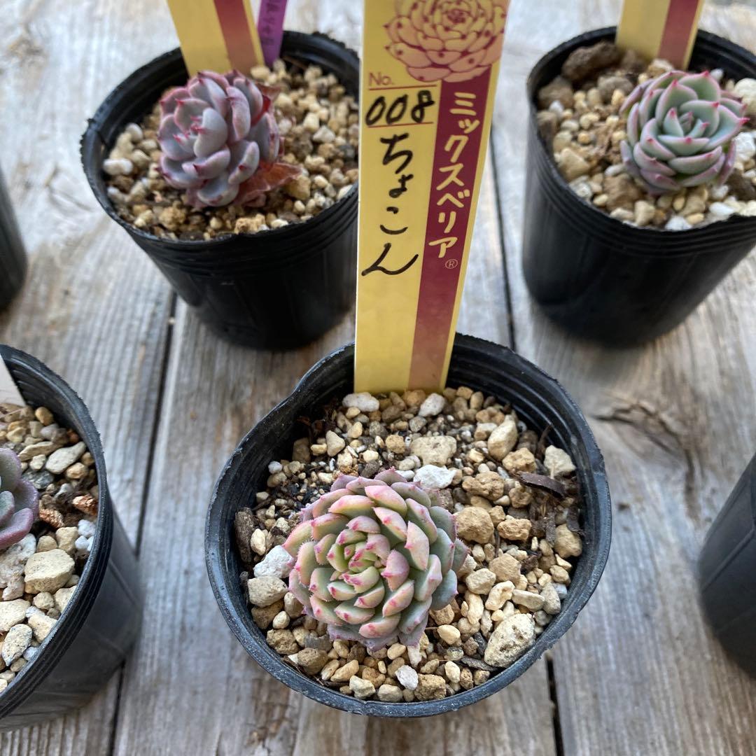多肉植物　ミックスベリア　おらいさん　他　カット苗　小さめ　セット　抜き苗