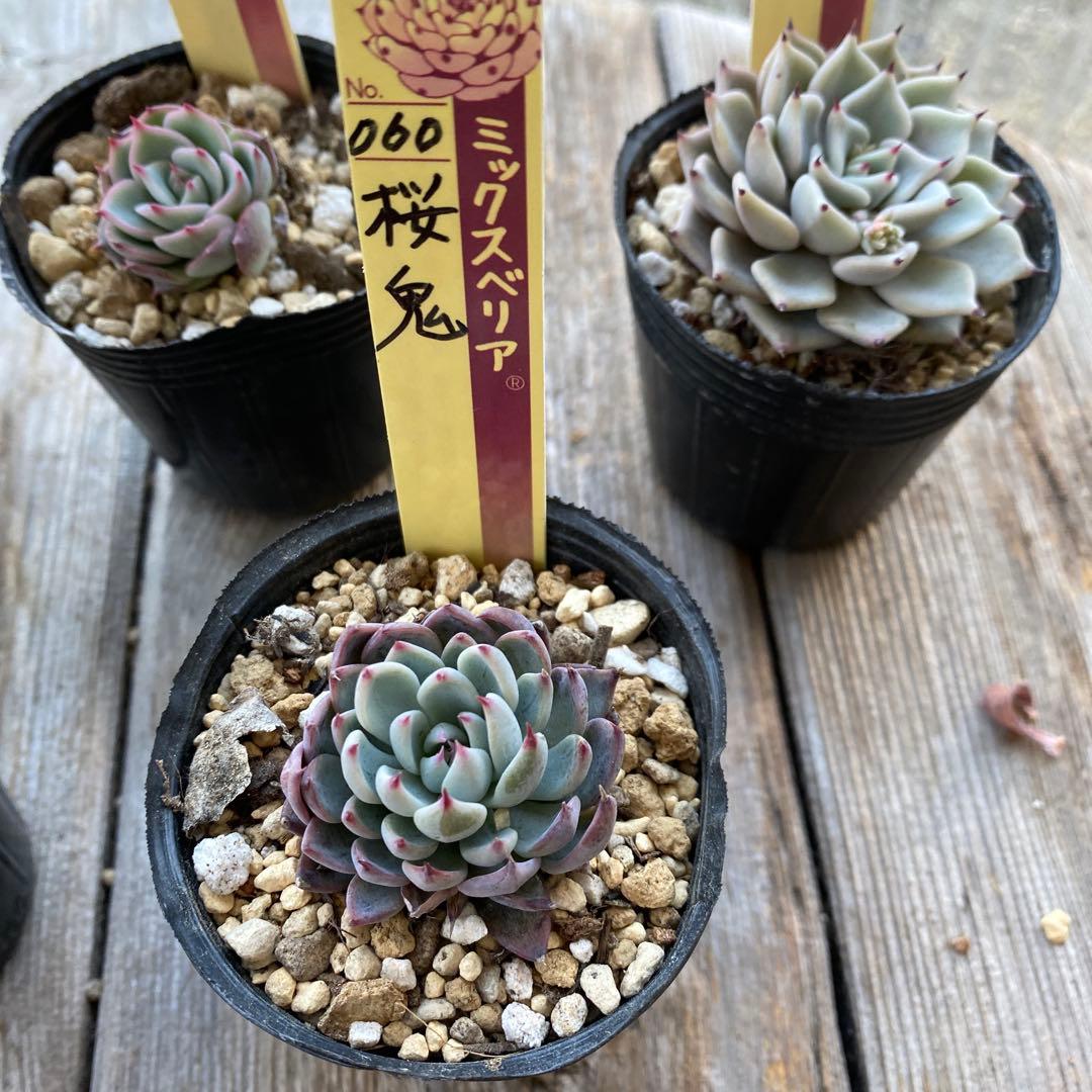 多肉植物　ミックスベリア　おらいさん　他　カット苗　小さめ　セット　抜き苗
