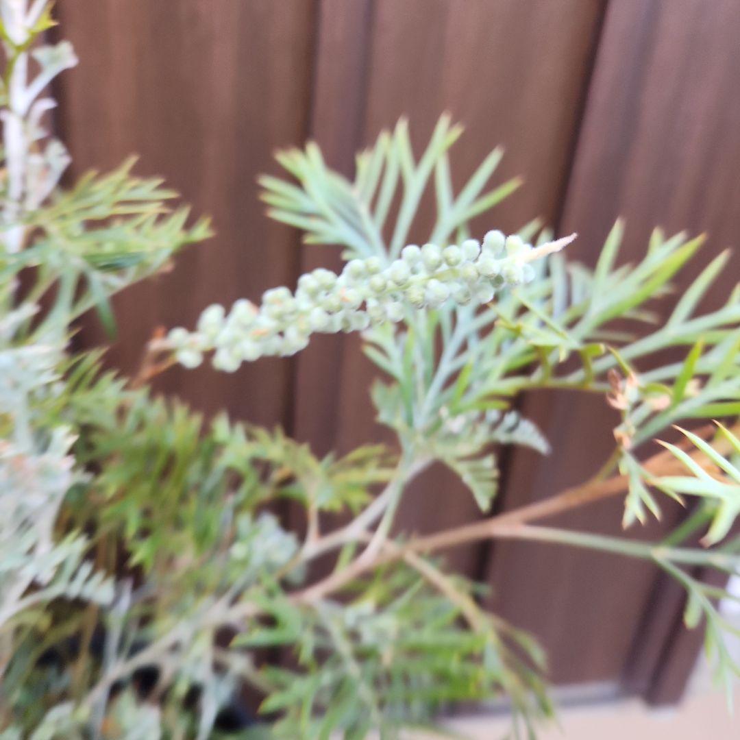 花芽付き　グレビレア　クリームパッション　鉢植え　苗