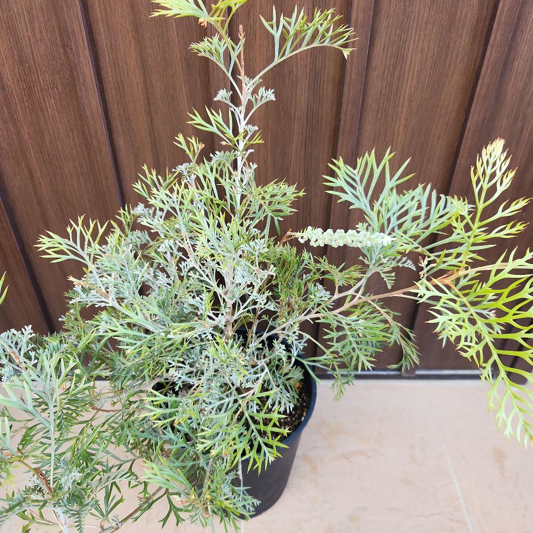 花芽付き　グレビレア　クリームパッション　鉢植え　苗