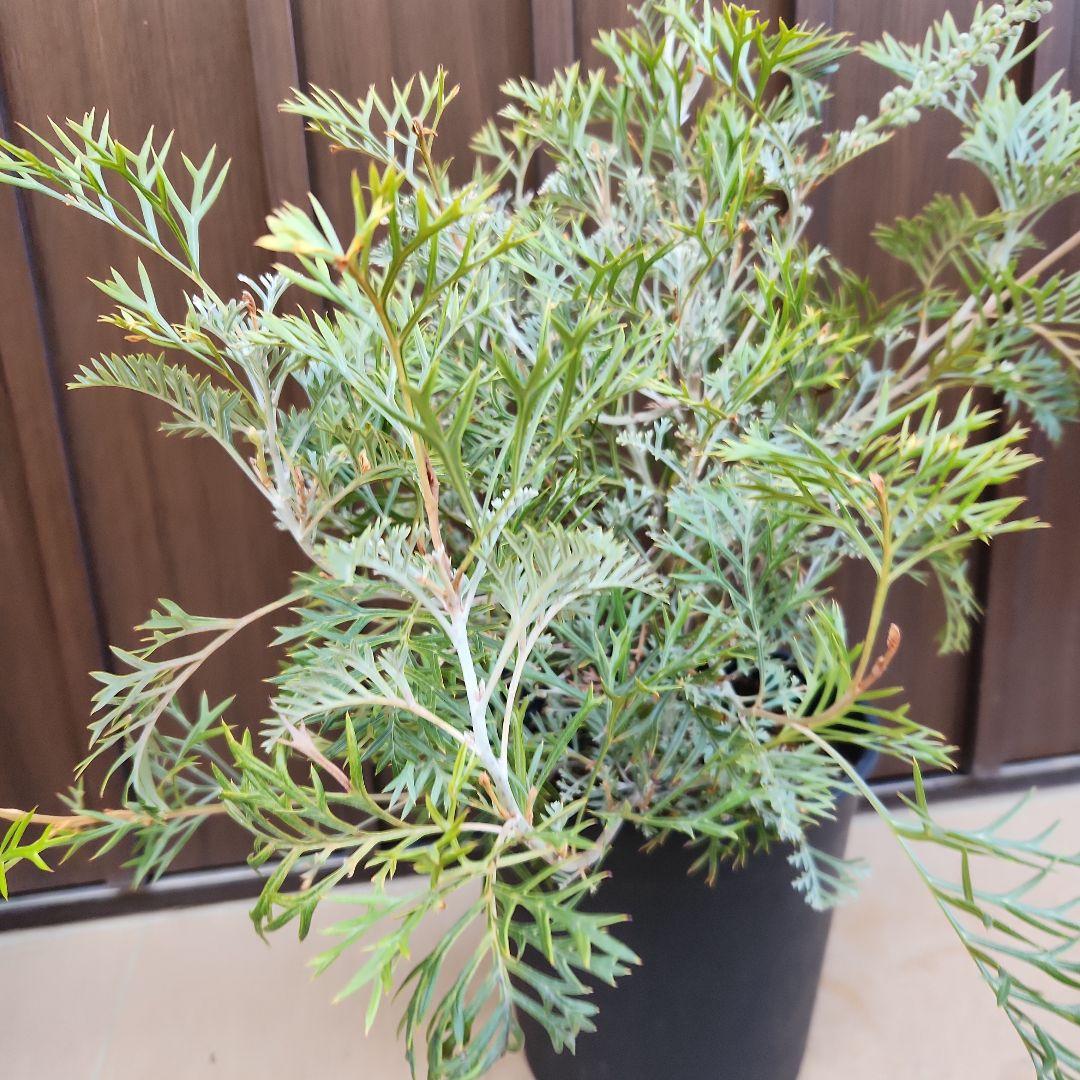 花芽付き　グレビレア　クリームパッション　鉢植え　苗