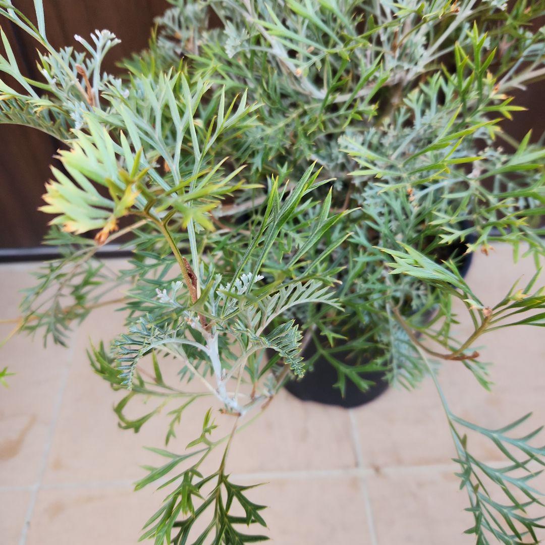 花芽付き　グレビレア　クリームパッション　鉢植え　苗