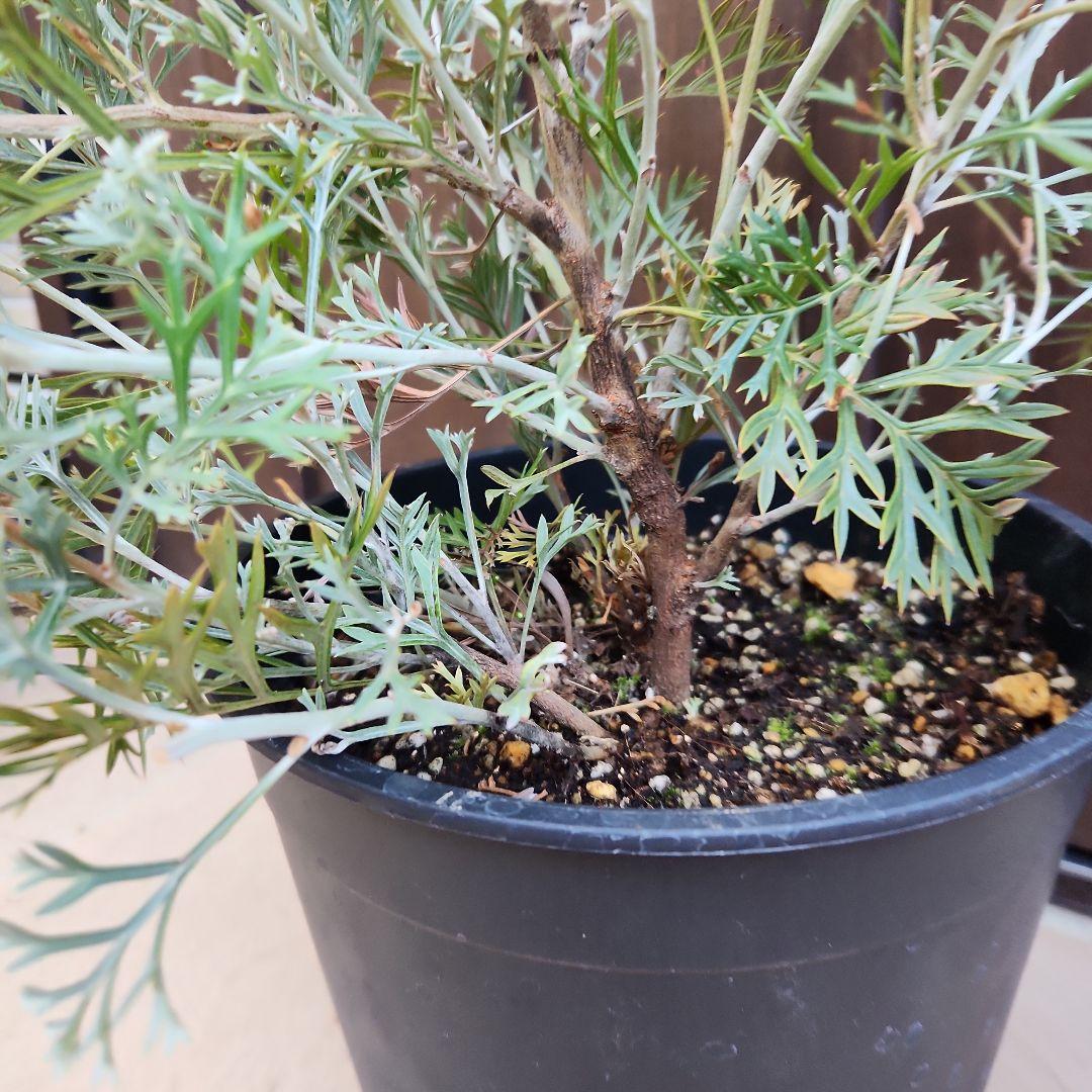 花芽付き　グレビレア　クリームパッション　鉢植え　苗