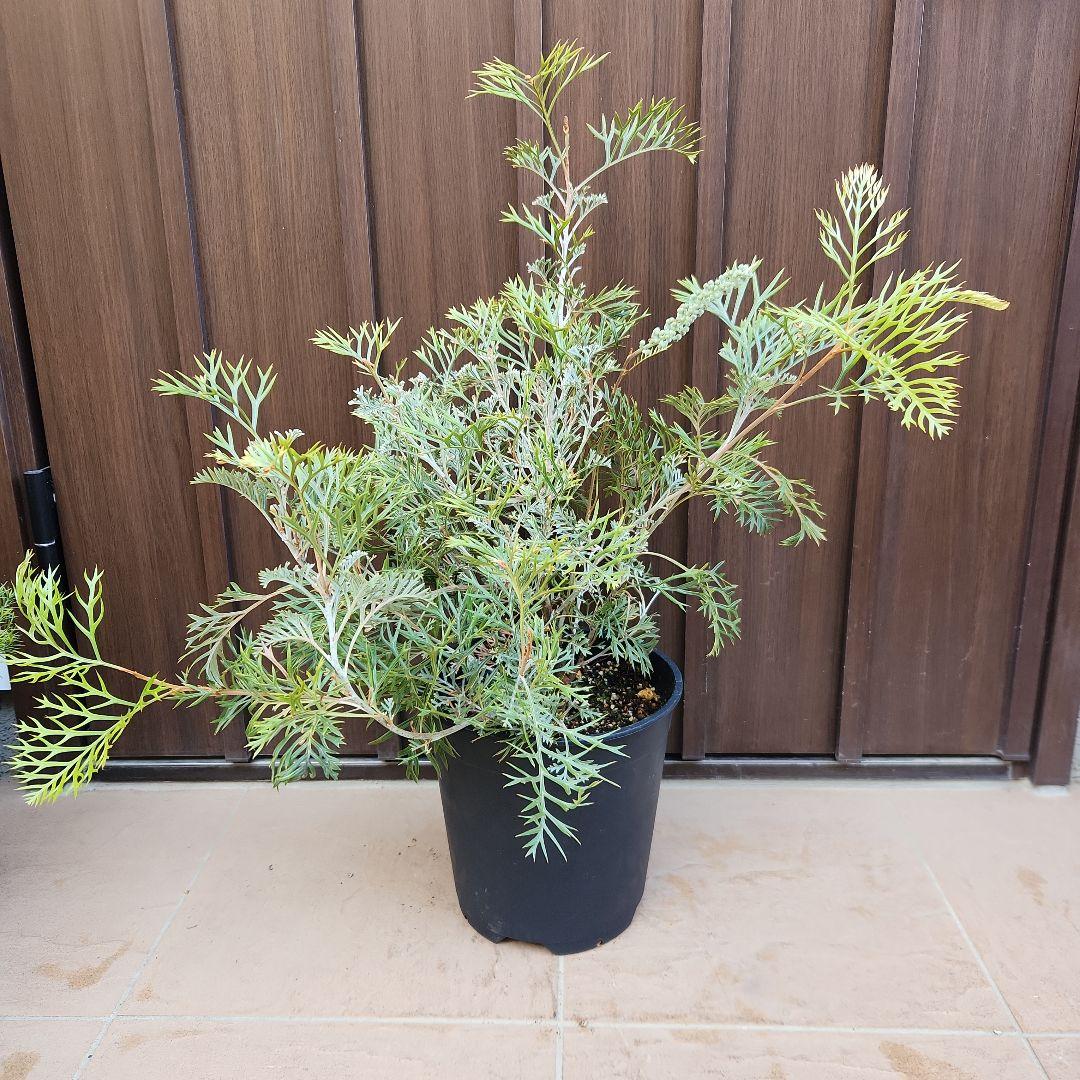 花芽付き　グレビレア　クリームパッション　鉢植え　苗