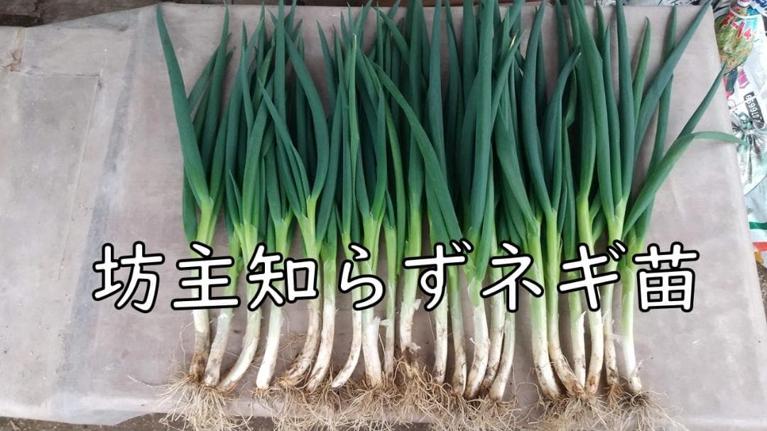 ぼうずしらずねぎ苗　80本（畑での生育が良い様に、根と葉を沢山残して発送します）