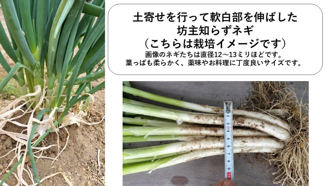 ぼうずしらずねぎ苗　80本（畑での生育が良い様に、根と葉を沢山残して発送します）