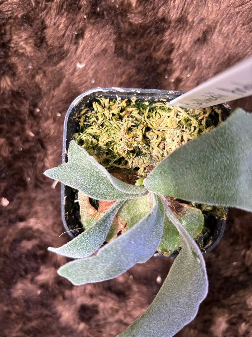 ぽ*ん様 P.willinckii Andromeda pup