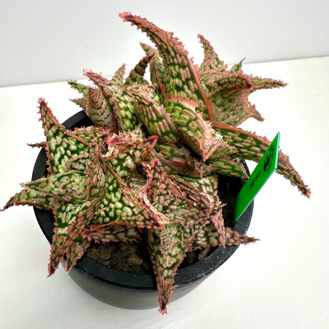 【美株】 アロエハイブリッド 子株沢山Aloe Hybrid