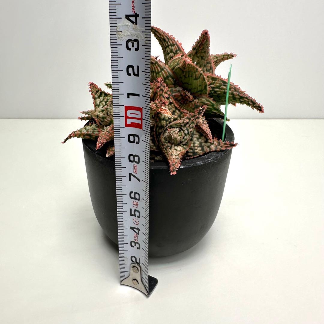 【美株】 アロエハイブリッド 子株沢山Aloe Hybrid