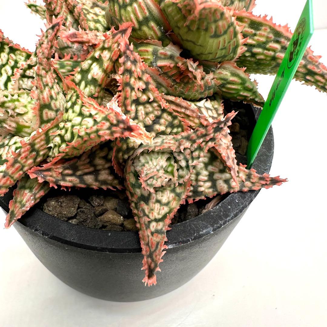 【美株】 アロエハイブリッド 子株沢山Aloe Hybrid