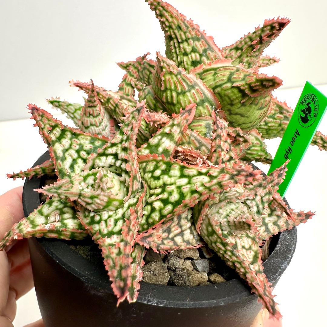 【美株】 アロエハイブリッド 子株沢山Aloe Hybrid