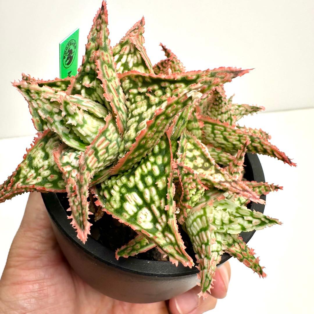 【美株】 アロエハイブリッド 子株沢山Aloe Hybrid