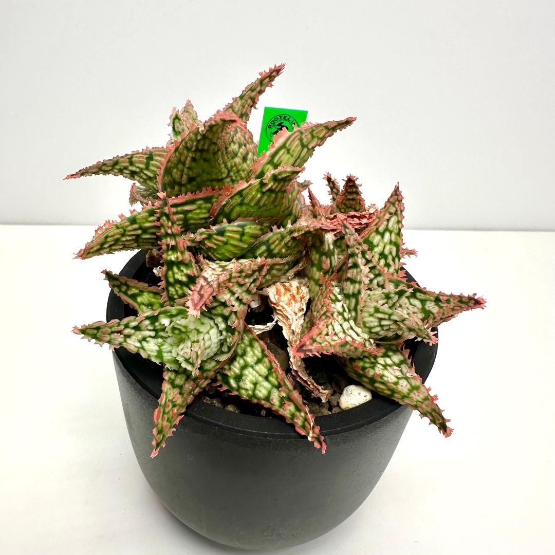 【美株】 アロエハイブリッド 子株沢山Aloe Hybrid
