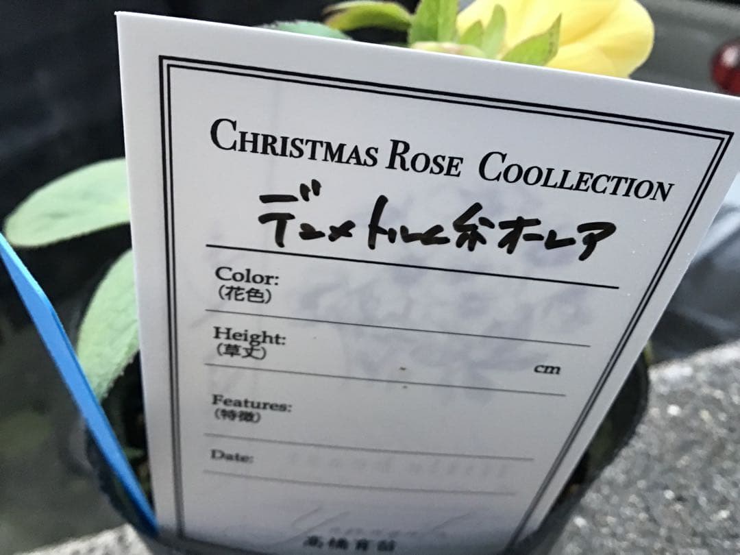 クリスマスローズ　リトルビースト　ファントム