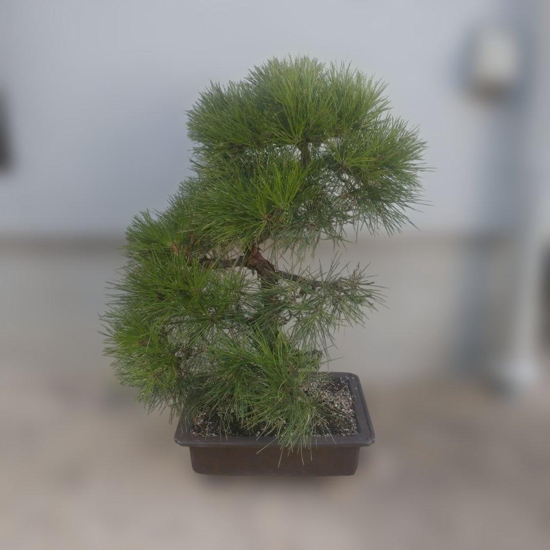 松　盆栽　1
