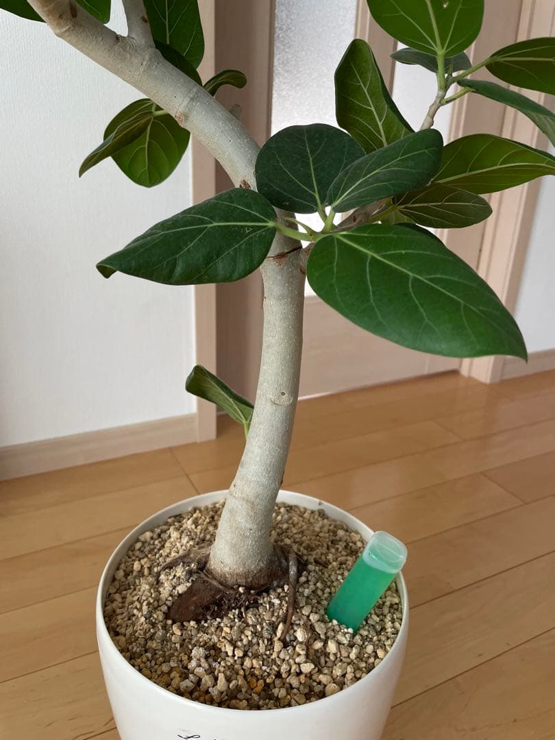 フィカス 観葉植物 約1メートル引き取り限定（愛知県豊川市
