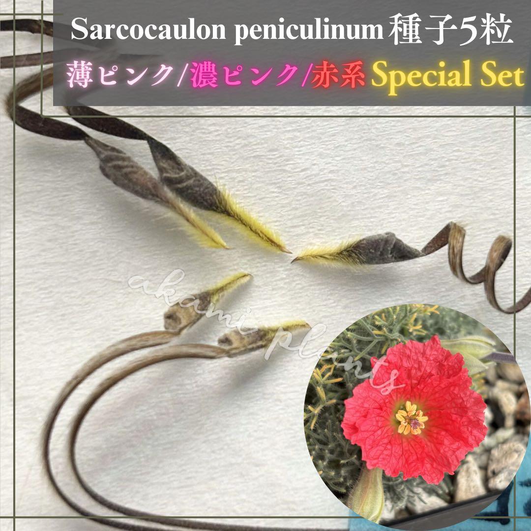 サルコカウロン ペニクリナム 自家採取 種子 5粒