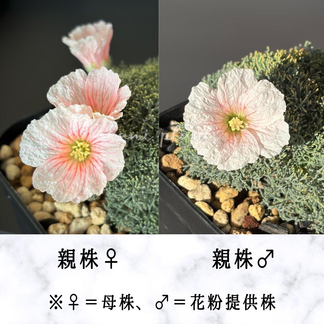 サルコカウロン ペニクリナム 自家採取 種子 5粒