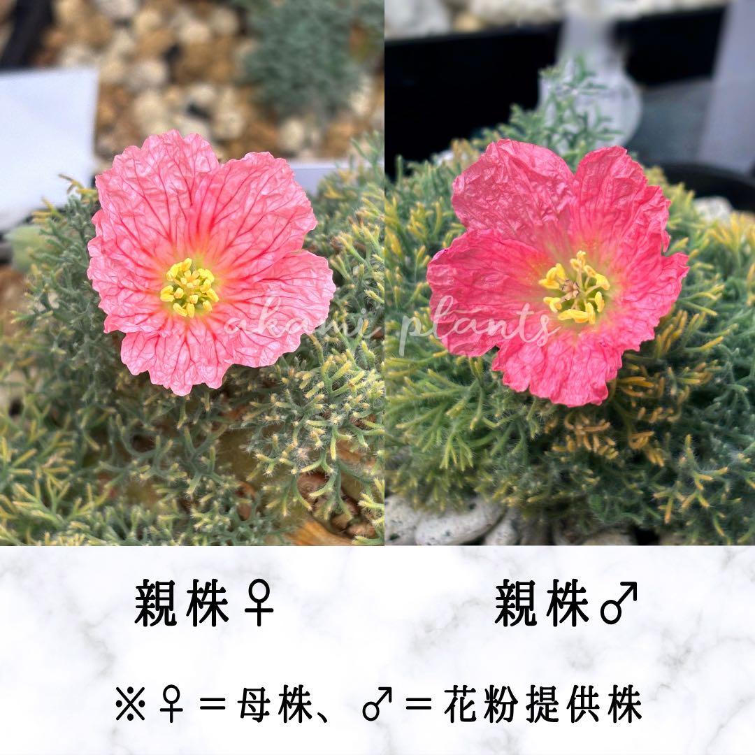 サルコカウロン ペニクリナム 自家採取 種子 5粒