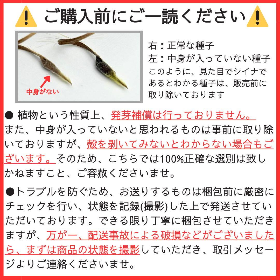 サルコカウロン ペニクリナム 自家採取 種子 5粒
