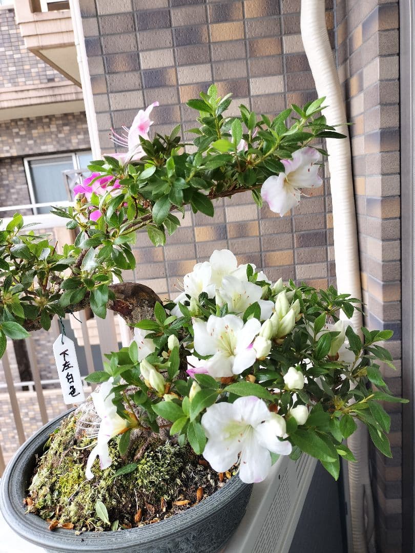 サツキ