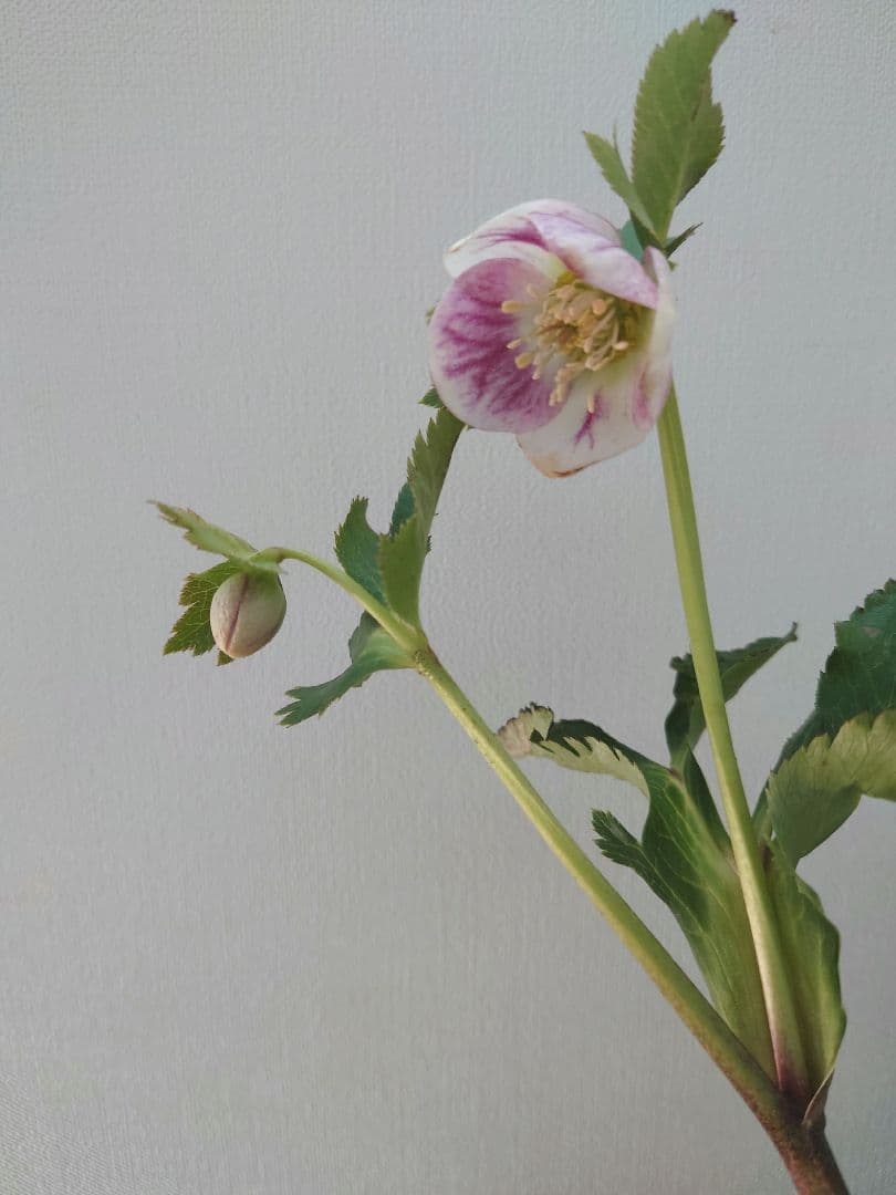 クリスマスローズ　パステリッシュストレイン　苗　株分け　大和園