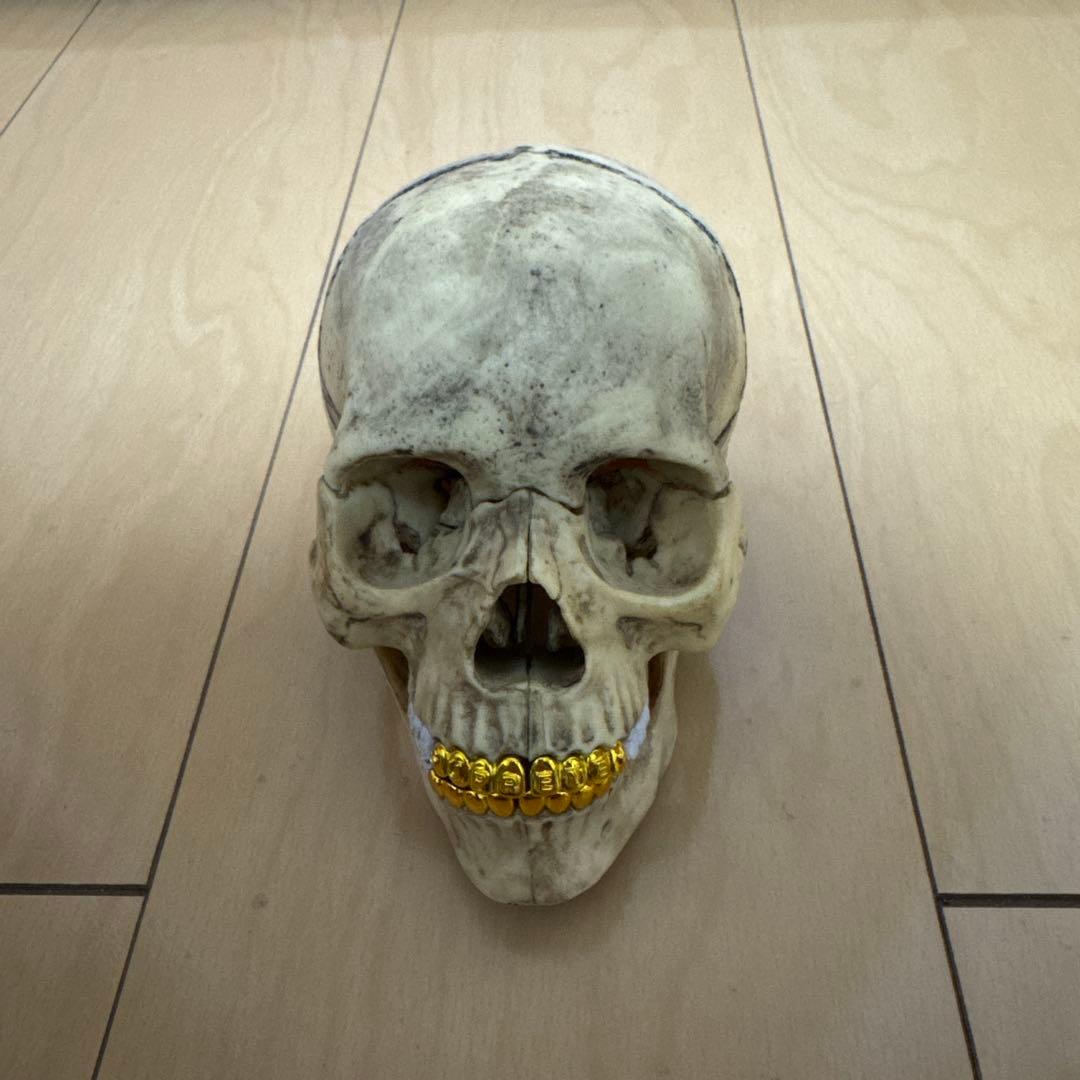 supreme 4d model human skull シュプリーム スカル