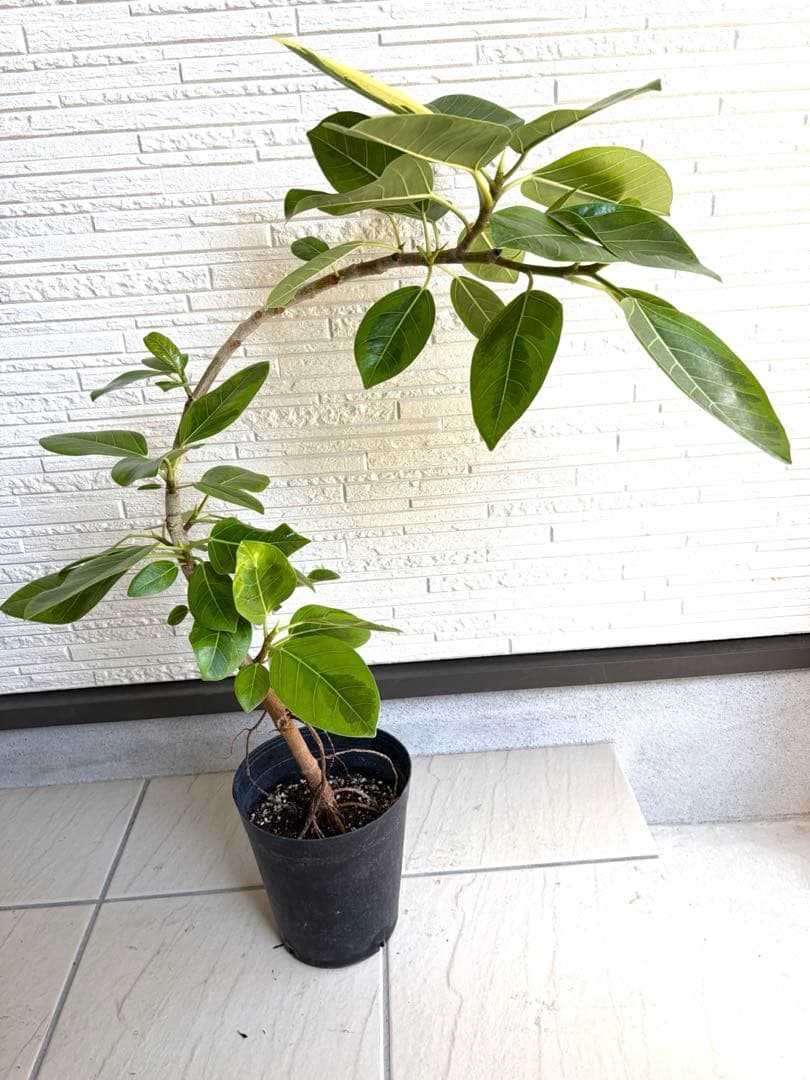 フィカス　アルテシマ