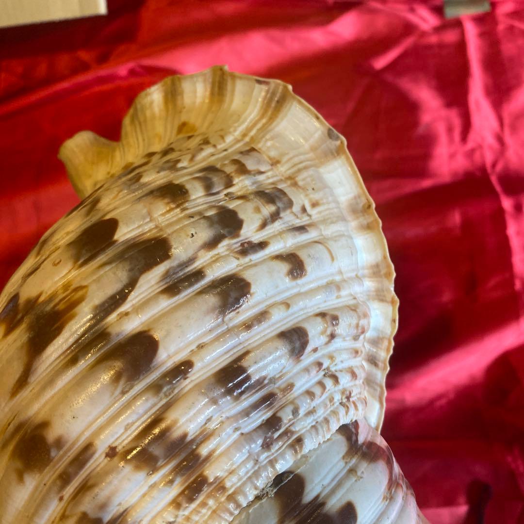 法螺貝　材料　約35cm 素材　魔除け