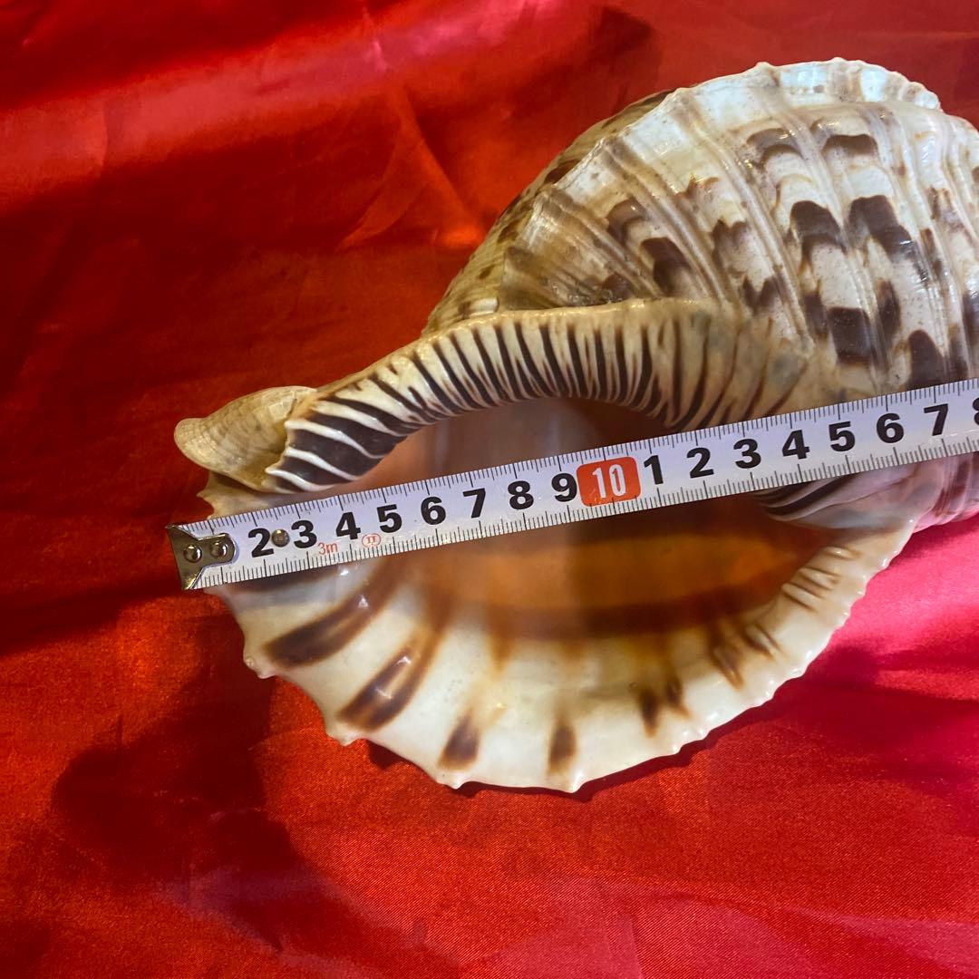 法螺貝　材料　約35cm 素材　魔除け