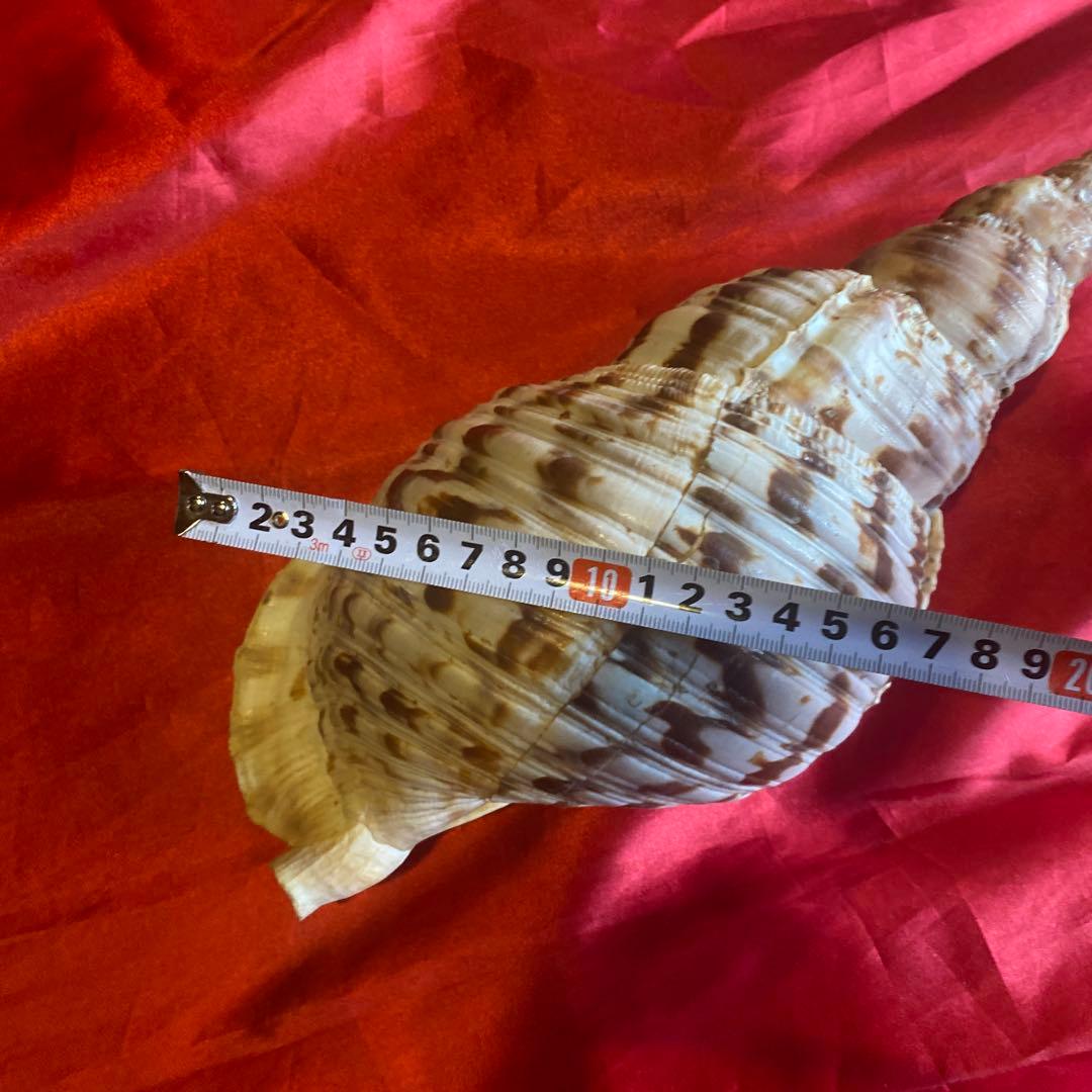 法螺貝　材料　約35cm 素材　魔除け