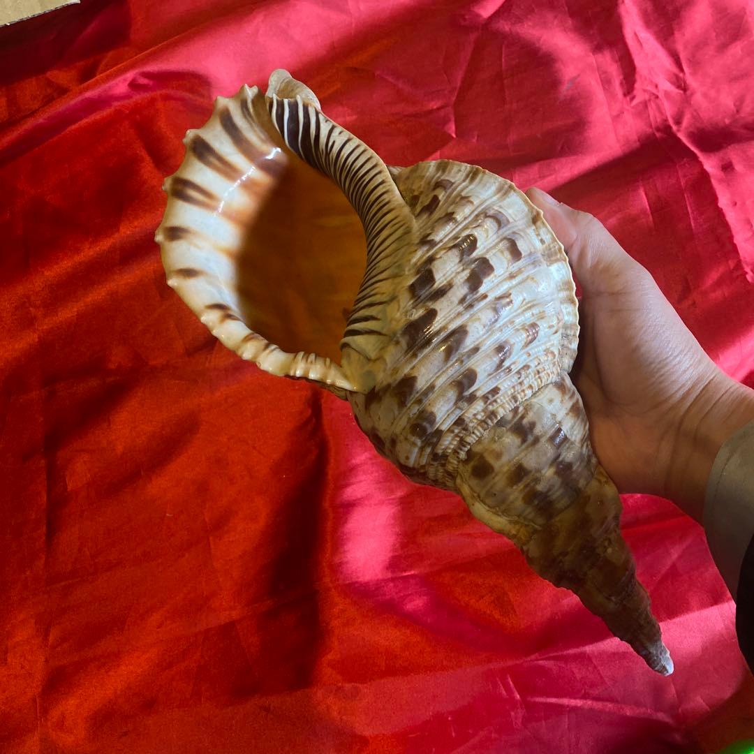 法螺貝　材料　約35cm 素材　魔除け