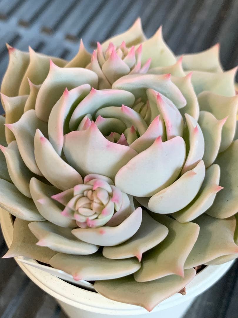 プラチナローズ　札付き　ミックスベリア　おらいさん　熟株　花芽あり