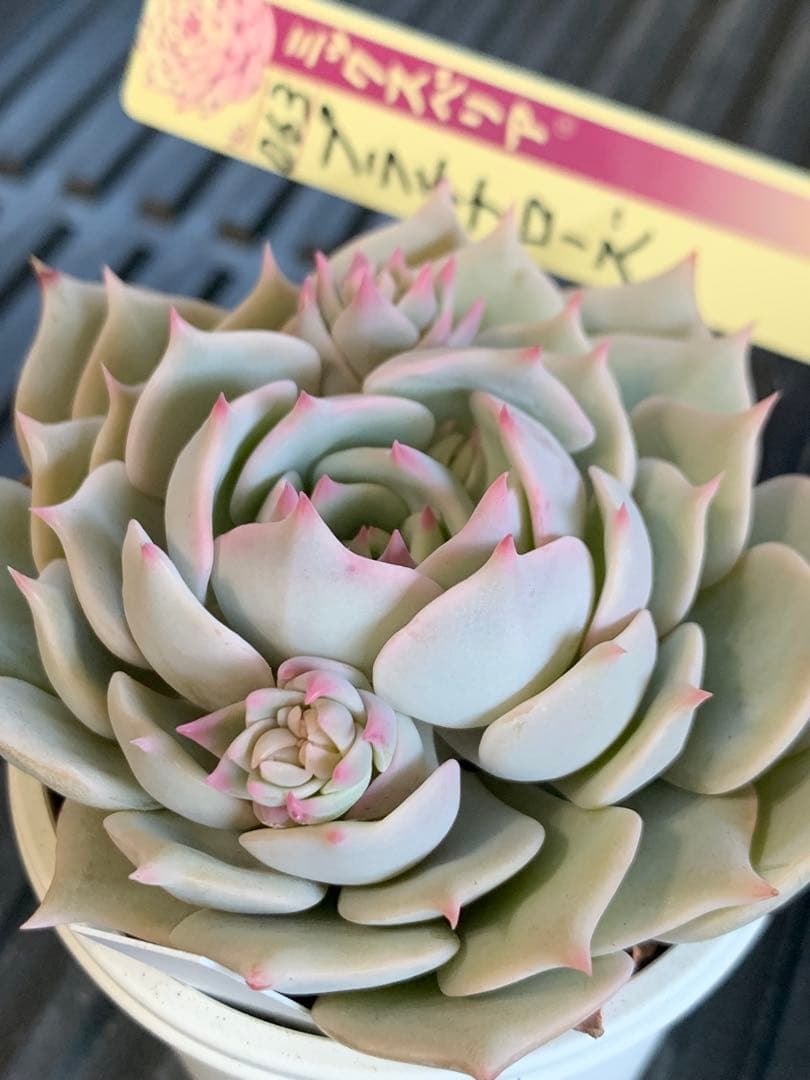プラチナローズ　札付き　ミックスベリア　おらいさん　熟株　花芽あり