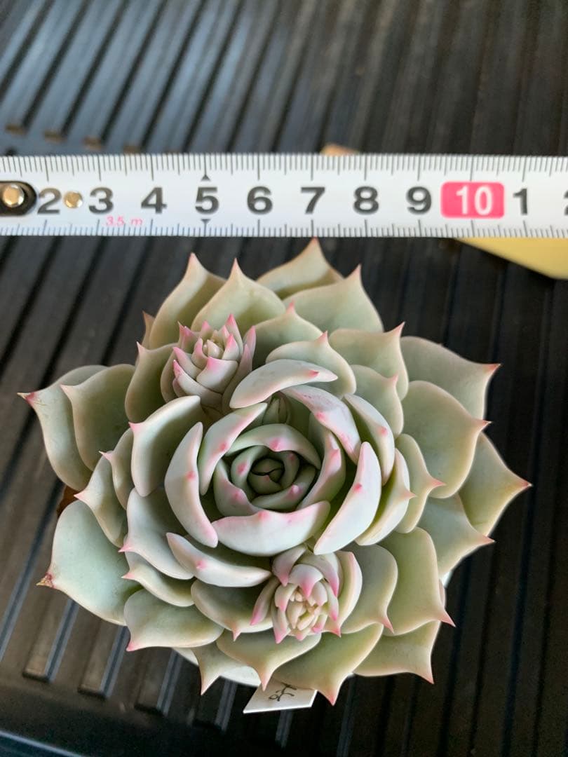 プラチナローズ　札付き　ミックスベリア　おらいさん　熟株　花芽あり