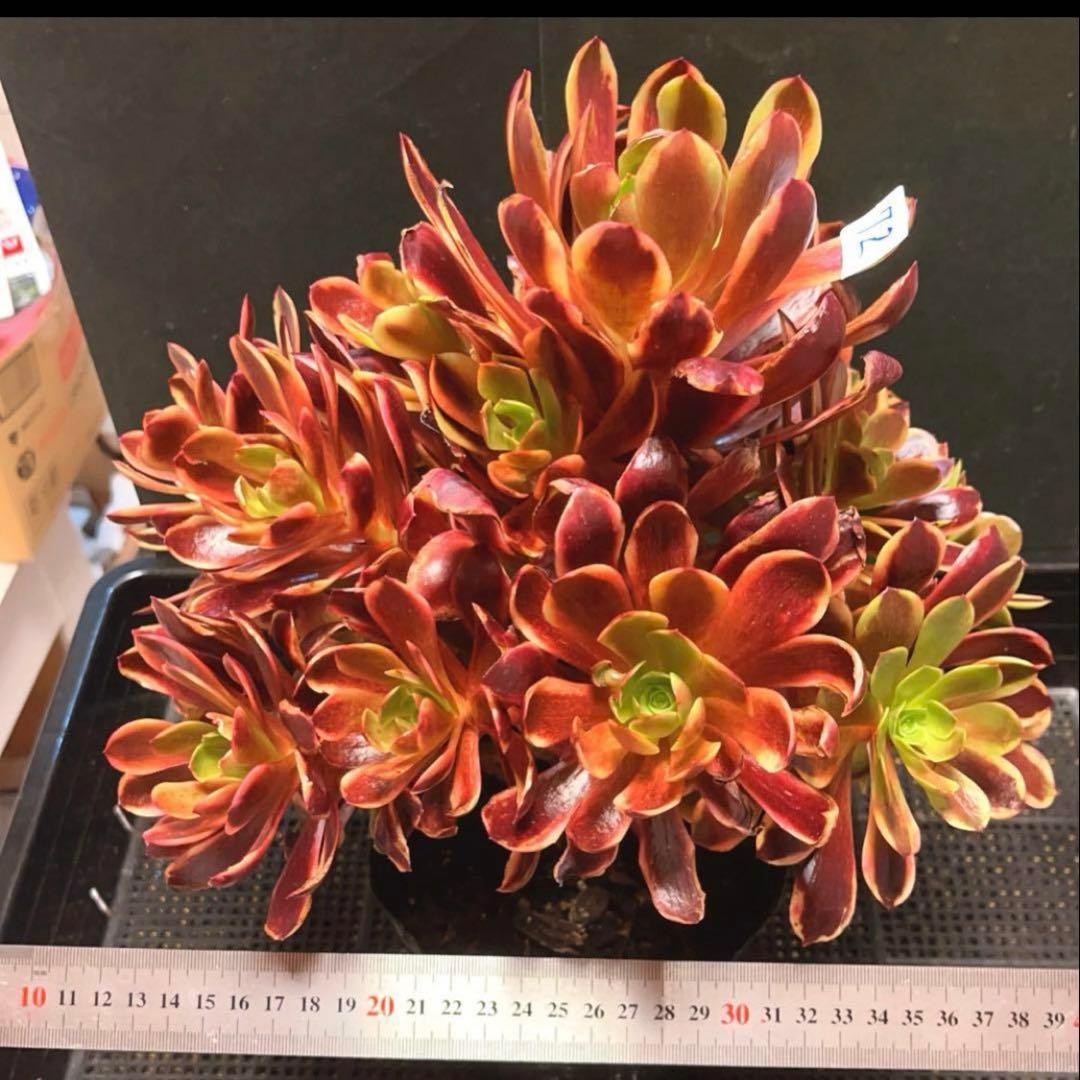 72#多肉植物アエオニウム錦❤️スーパーバン❤️1大頭15小頭33cm钵土付き出荷