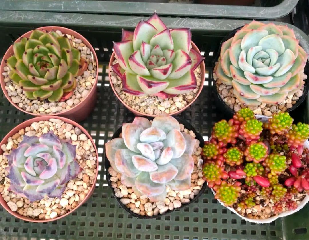 多肉植物 エケベリア