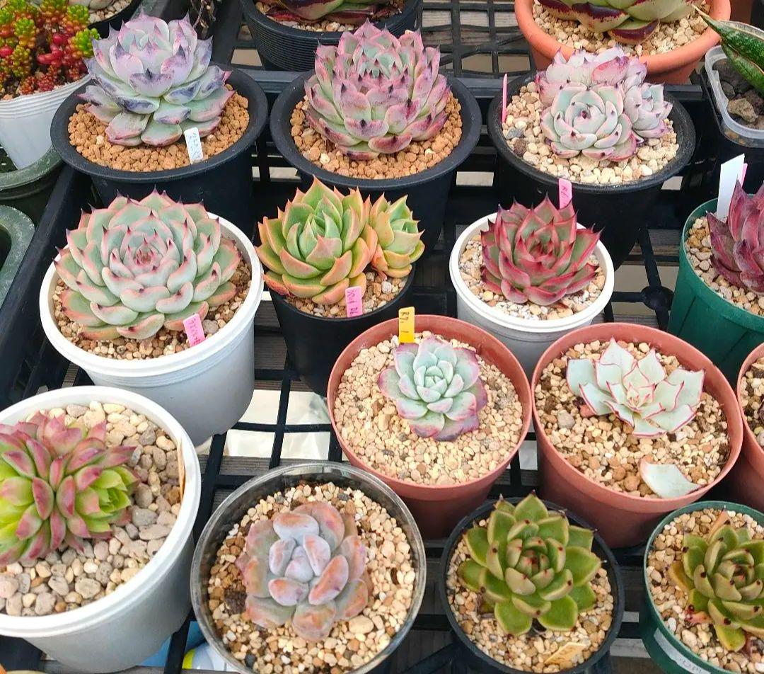 多肉植物 エケベリア