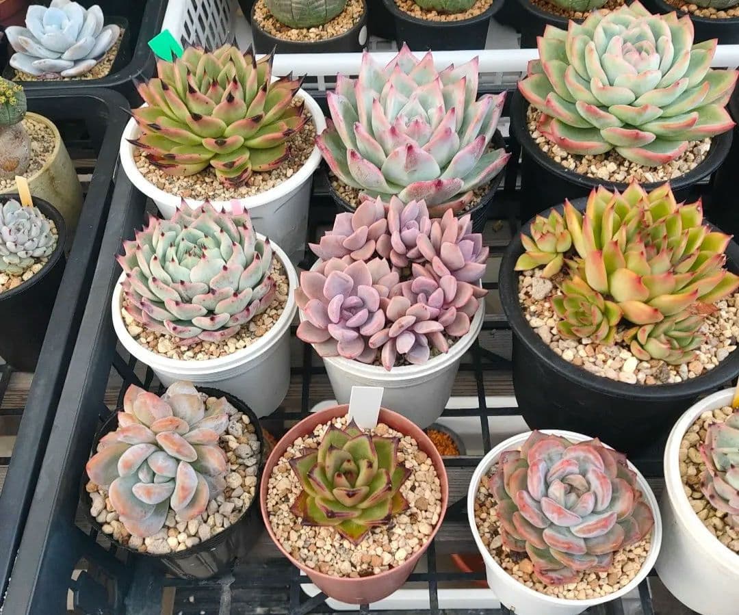多肉植物 エケベリア