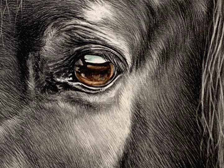 画家 白井真澄 木炭肉筆デッサン画 原画 真筆保証品 額入horse NO.22