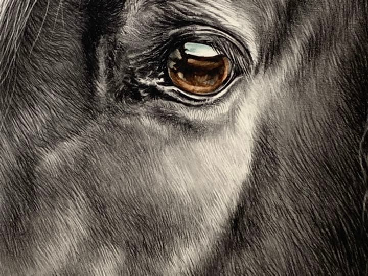 画家 白井真澄 木炭肉筆デッサン画 原画 真筆保証品 額入horse NO.22