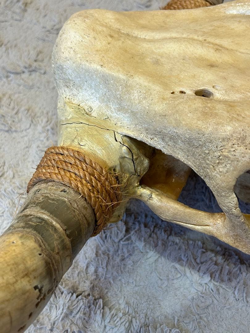 牛の頭骨 カウスカル 壁掛け 標本