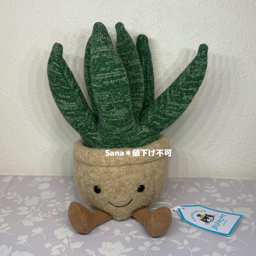 新品　JELLY CAT　アロエ　植物　多肉植物　アロエベラ　観葉植物　緑