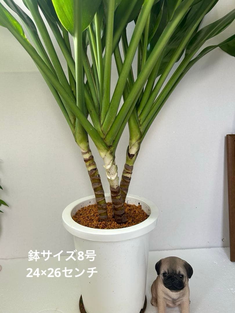 ティーリーフ8号大。開花中