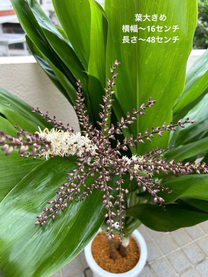 ティーリーフ8号大。開花中
