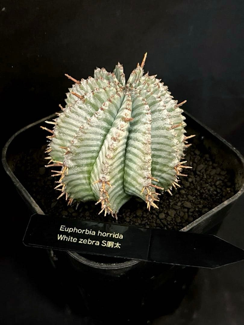 ユーフォルビアホリダ White zebra S胴太 特大サイズ 鉢ごと発送