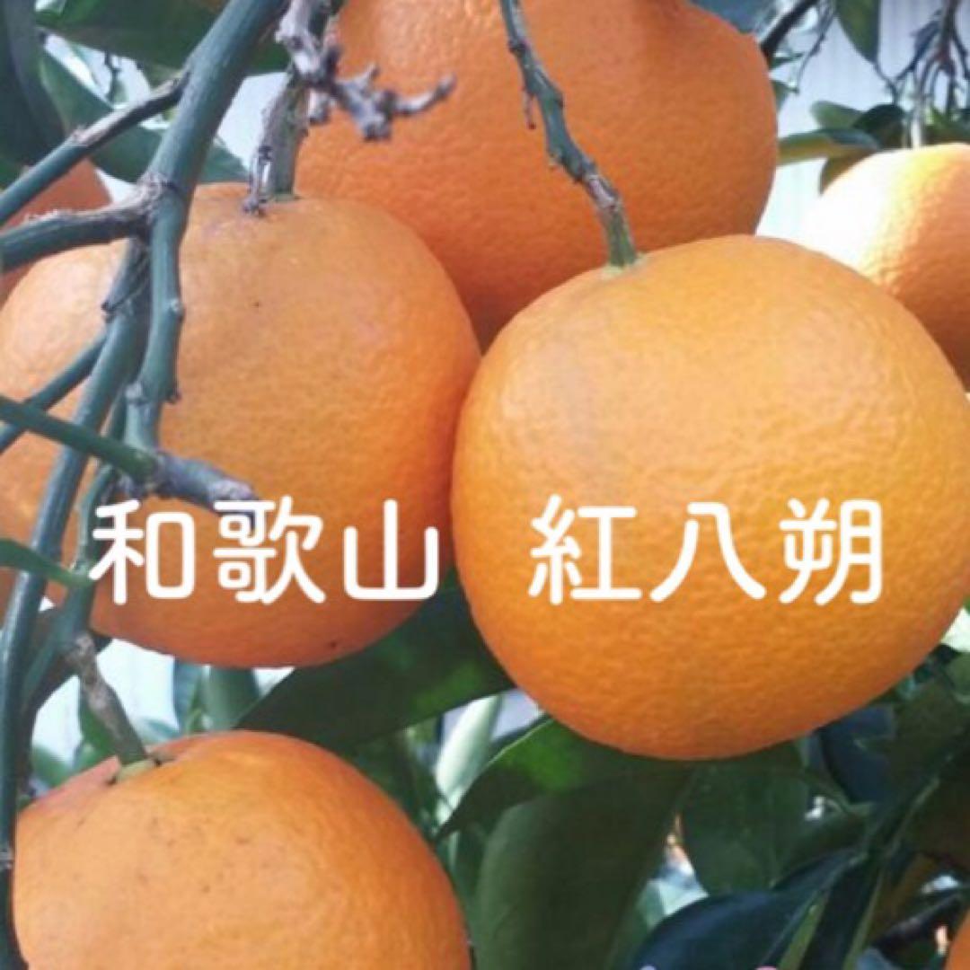 くまねこ様 和歌山産　紅八朔　2L〜4Lサイズ　15キロ