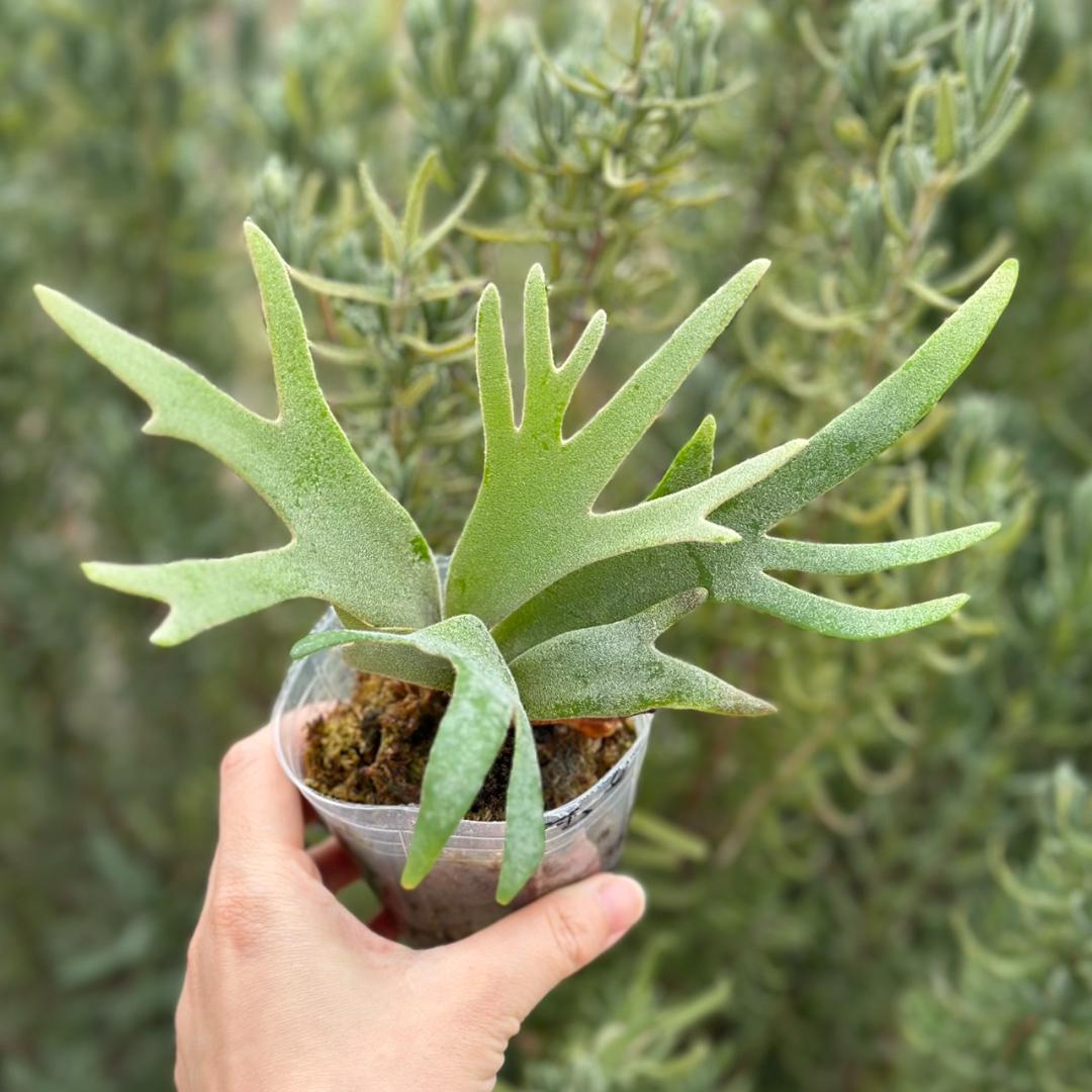P.willinckii ’Jade Girl’ spore 4901